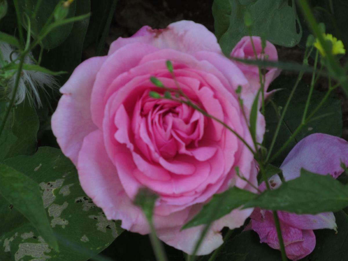 The Old Vicarage Hotel & Restaurant บริดจ์วอเตอร์ ภายนอก รูปภาพ Rosa 'Mary Rose'