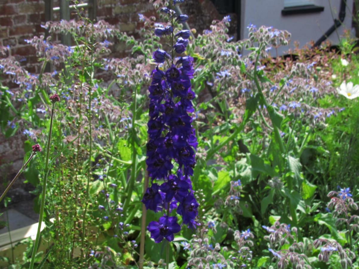 The Old Vicarage Hotel & Restaurant บริดจ์วอเตอร์ ภายนอก รูปภาพ Delphinium 'Blue King'